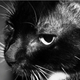 Illustration for article titled Shooting Challenge Pets Gallery 2